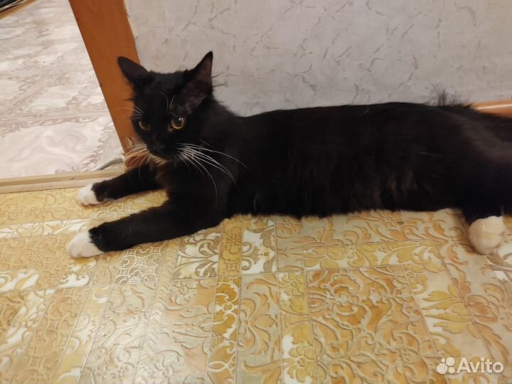 Котик в добрые руки