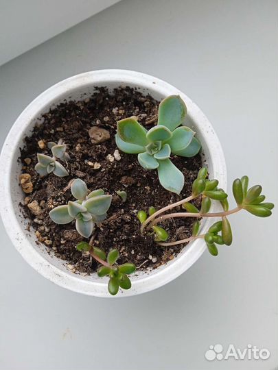 Суккуленты