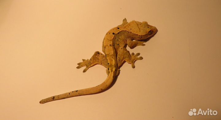 Реснитчатые гекконы-бананоеды