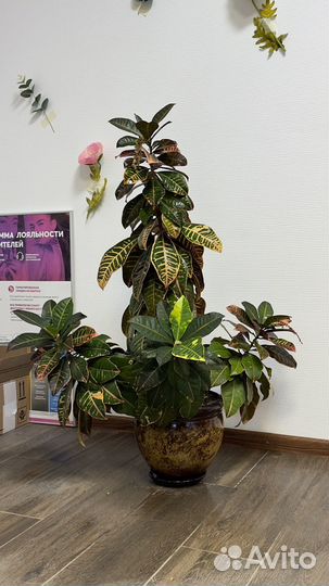 Кодиеум кротон большой