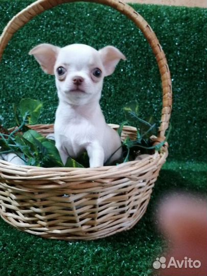 Девицы красавицы с документами