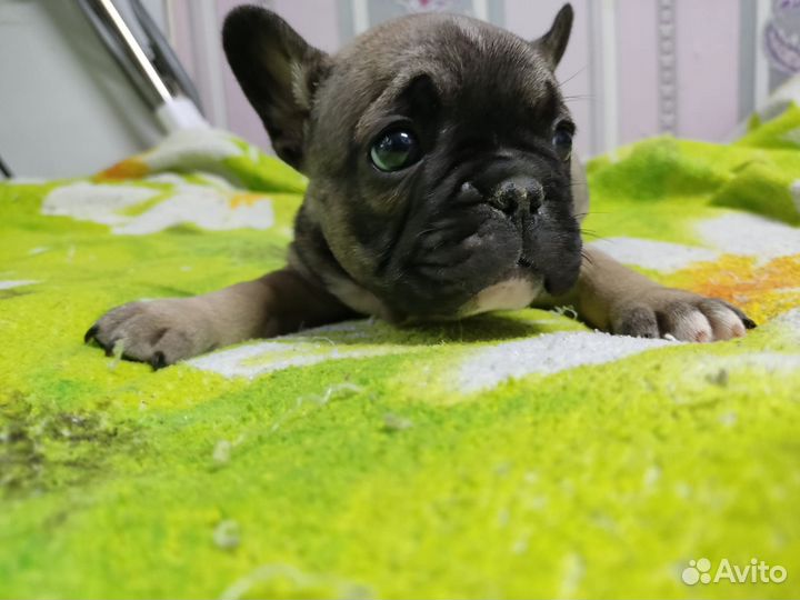 Французский бульдог щенки