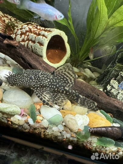 Сомики анциструсы