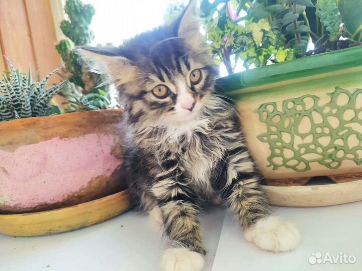 Кошечка в добрые руки