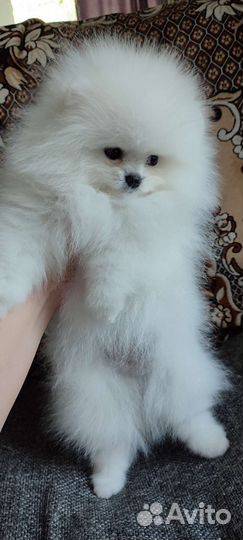 Белоснежная помочка