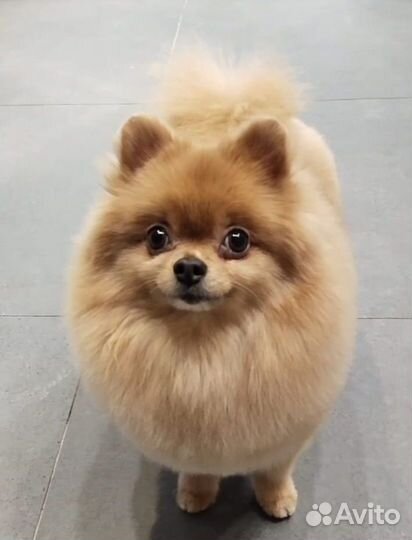 Груминг собак и кошек