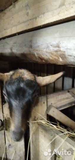 Чешские козлики