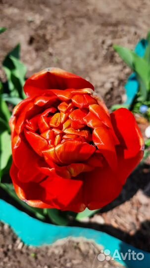 Луковицы тюльпанов