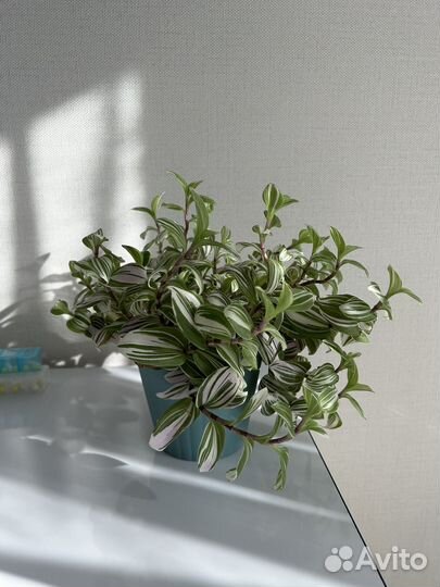 Традесканция, сингониум