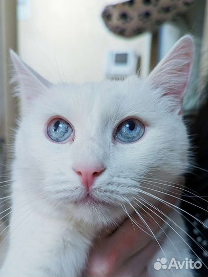 Королева среди кошек ищет дом