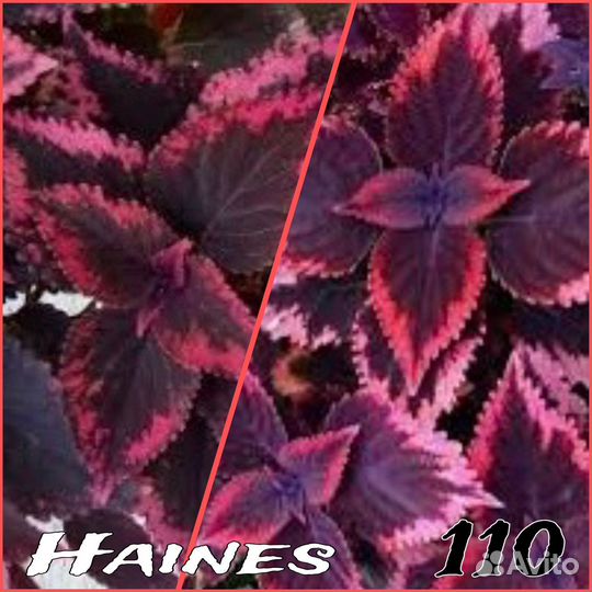 Колеусы сортовые