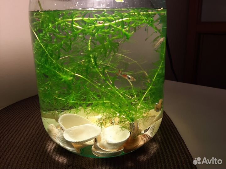 Аквариум 22 л с рыбками