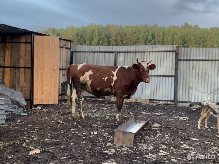 2 Коровы, 2 Быка, 4 телки, 2 телята