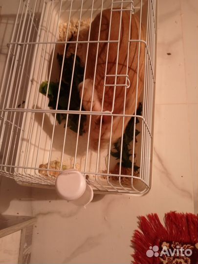 Кролик + клетка