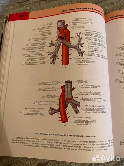 Атлас анатомии человека Билич 2 том