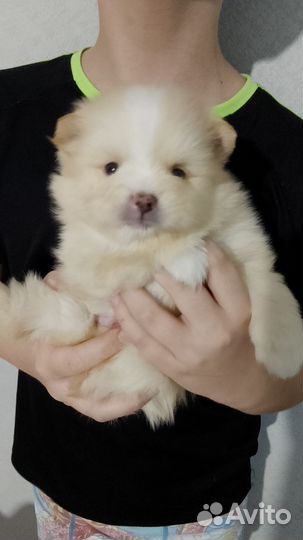 Щенки шпица