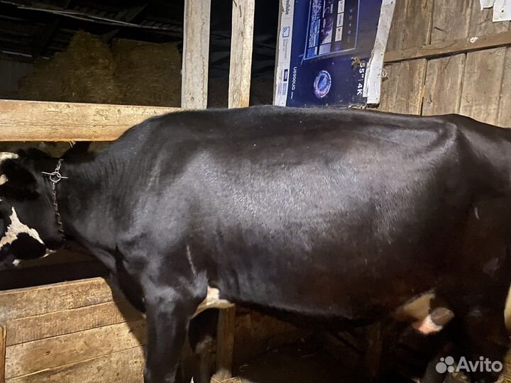 Корова дойная