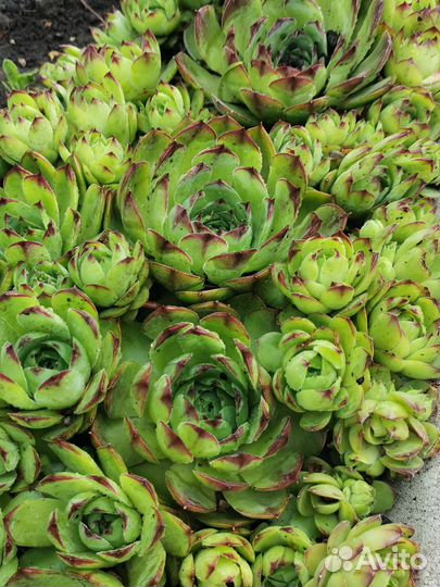 Суккулент каменная Роза