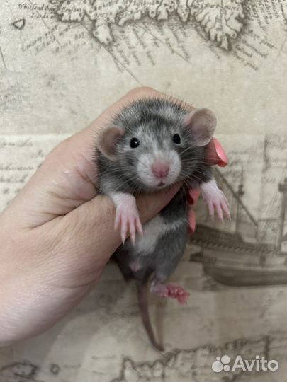 Ручные Крысята Дамбо супер окрасы