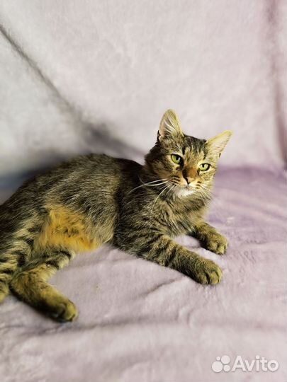 Кошка в добрые руки