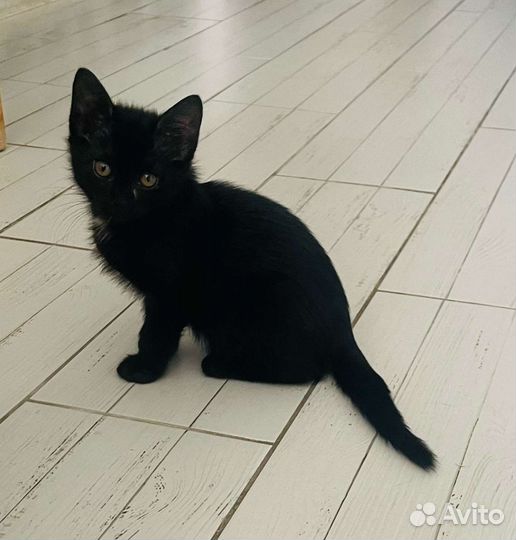 Домашний котенок, 2 месяца, девочка