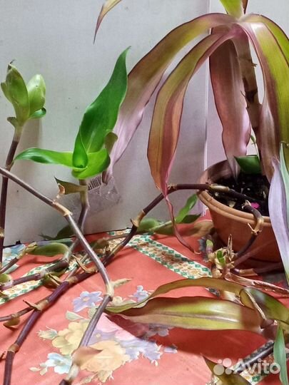 Цветок золотой ус