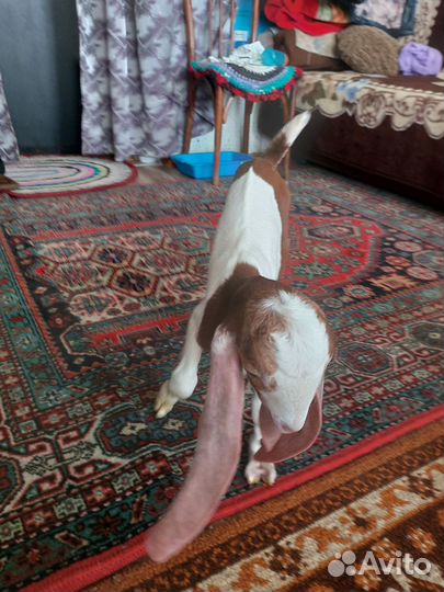 С/х животные