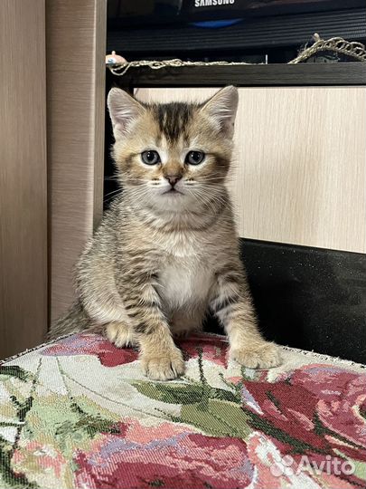 Шотландские котята