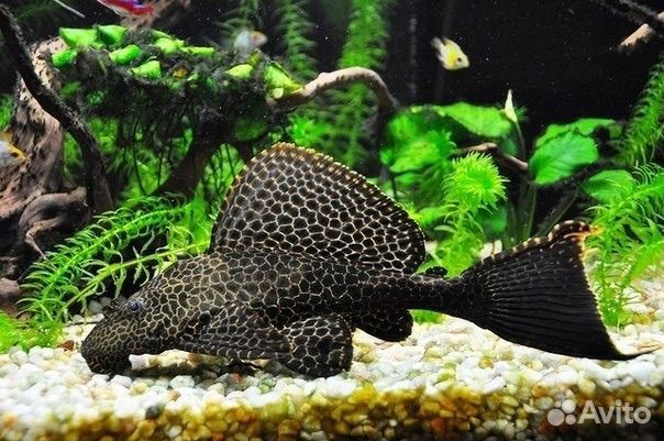 Парчовый сом