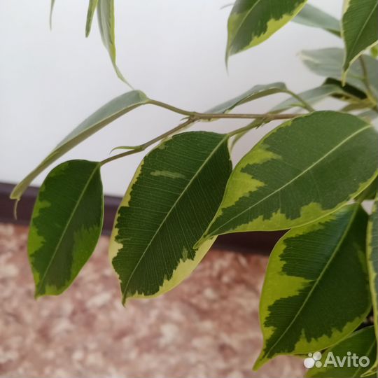 Бенджамина