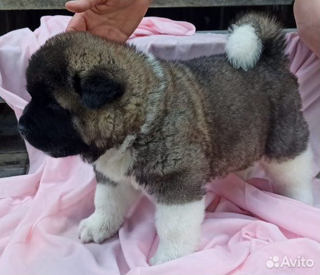 Щенки американской акиты