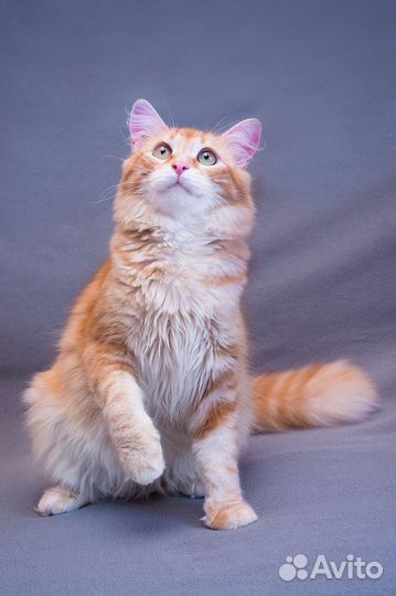 Восхитительный кот Рыжик в добрые руки