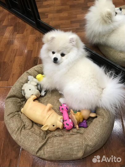 Шпиц кобель вязка