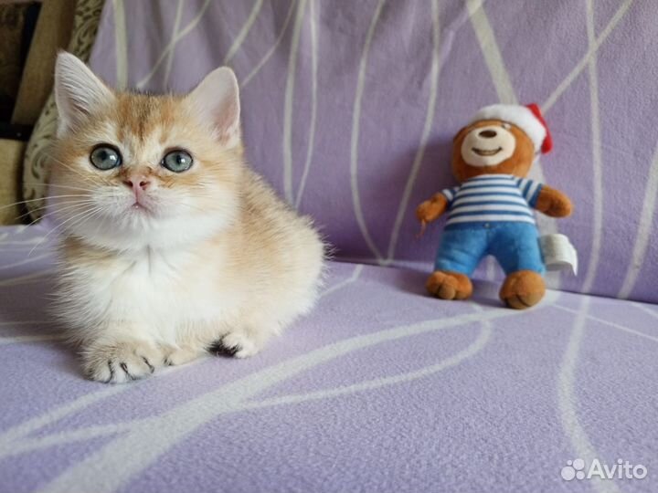 Золотые котики