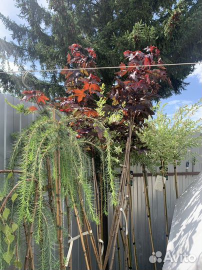 Ива Клен лиственница на штамбе