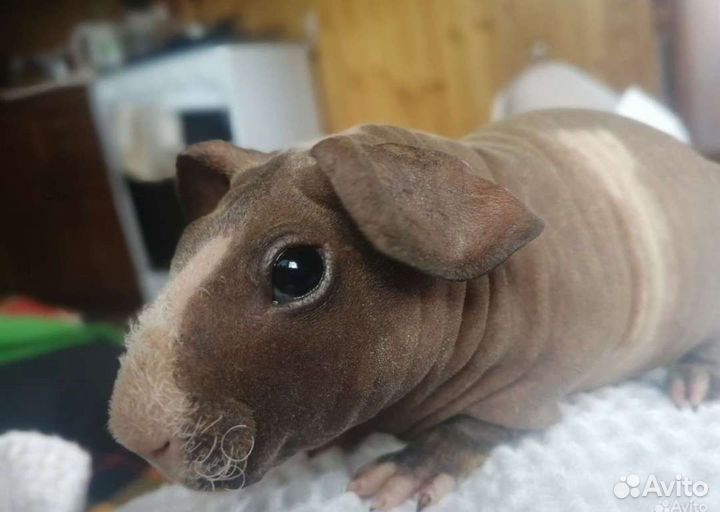 Морская свинки скинни