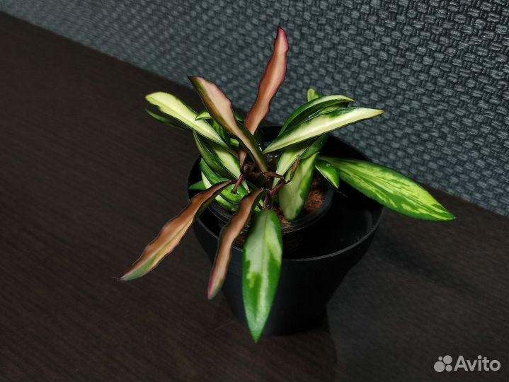 Хойи. Сильвер Доллар