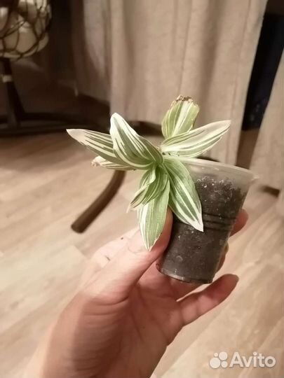 Традесканция белая albiflora