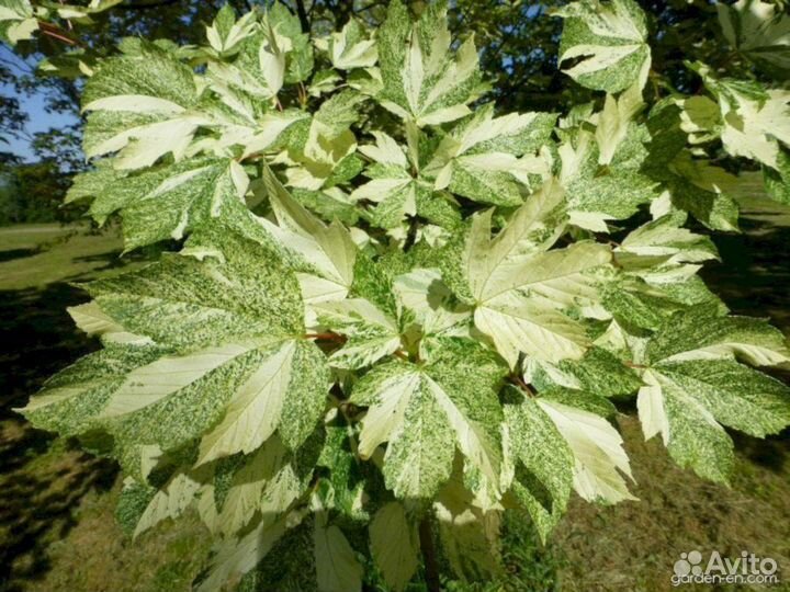 Саймон Льюис Фререс