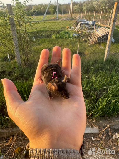 Сатиновые мышки