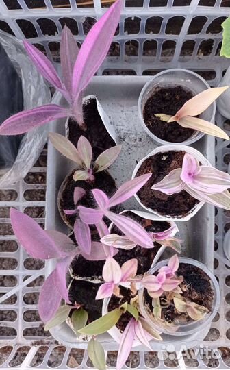 Черенки сортовых традесканций и другие