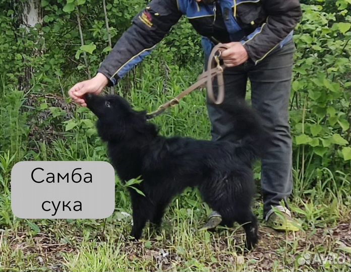 Метисы вольшпица, в добрые руки