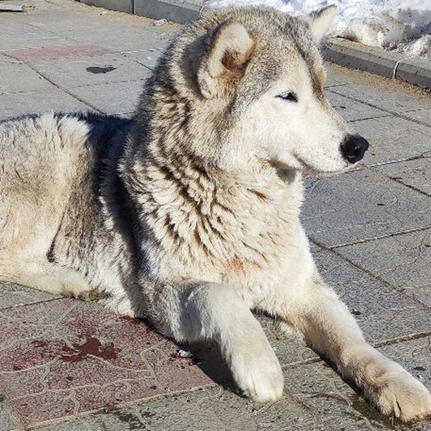 Собака в добрые руки отдам бесплатно