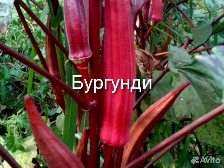 Бамия Бургунди, Блонди, Хилл Кантри