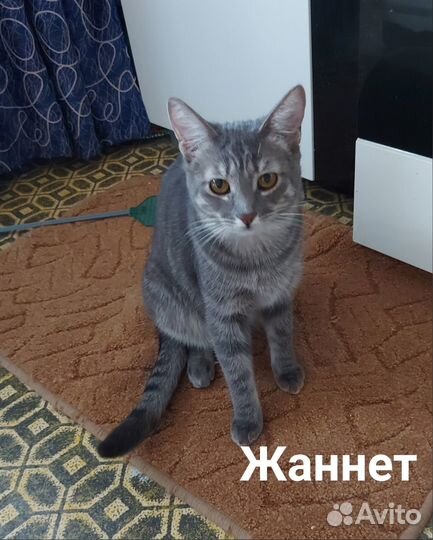 Кошечки в добрые руки