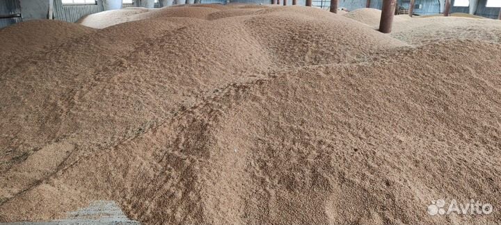 Пшеница зерно