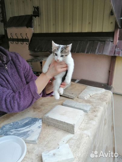 Отдаем котят