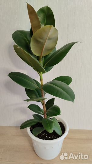 Фикус эластика Абиджан