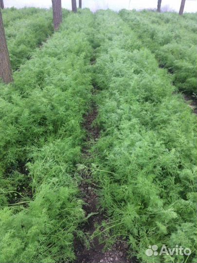 Семена укропа Аллигатор