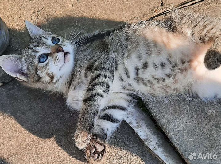 Милые котята ищут своих хозяев